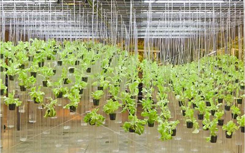 how grow hydroponics