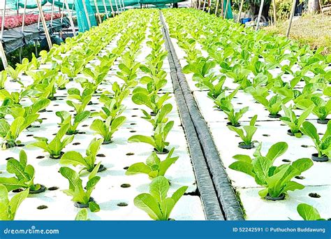 Hydroponics: The Water-Based Method