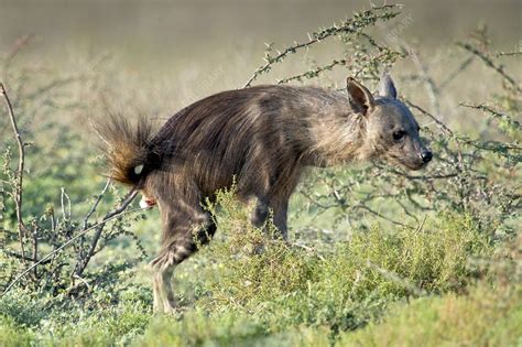 Hyena