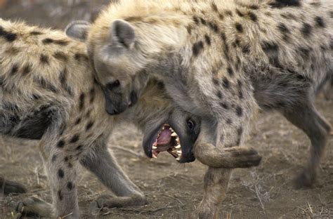 Hyena