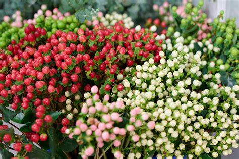 Hypericum Berries