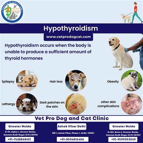 Putting an End to Your Furry Friend's Misery: Understanding Hypothyroidism in Dogs and Its Skin-Related Struggles
