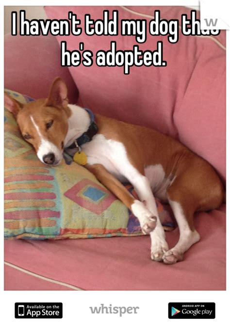 Adopted dog