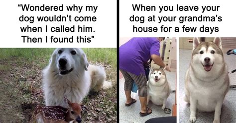 I Bone My Dog Meme