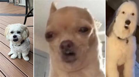 I Want A Dog Meme