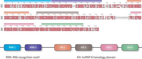 IMPs and Node Development