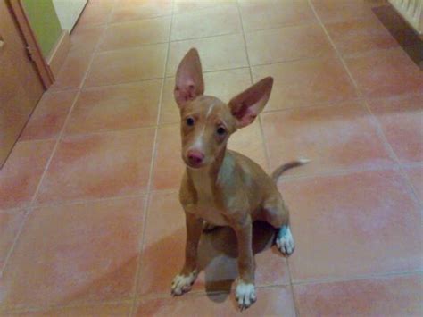 Ibizan Hound Chihuahua Mix: A Unique And Lovable Breed