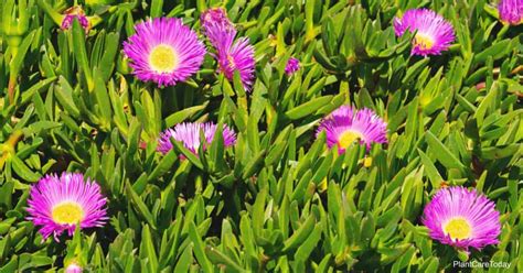 Ice Plant Arizona