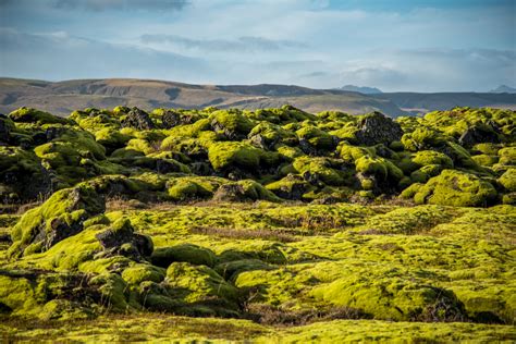 Iceland Lava Field