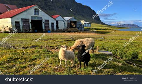 Icelandic Farm Animals