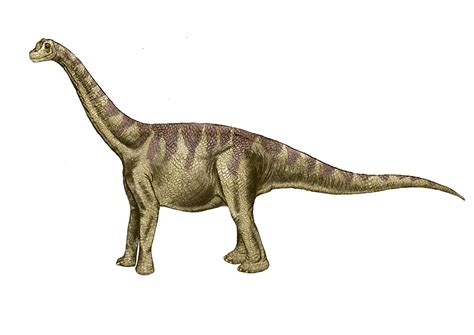 Icnitas de dinosaurio saurópodo en Aliaga
