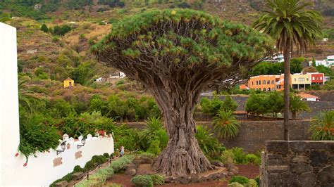 Icod de los Vinos Dragon Tree