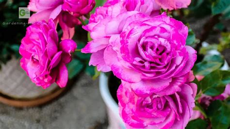 Iconic Old Garden Rose Classes