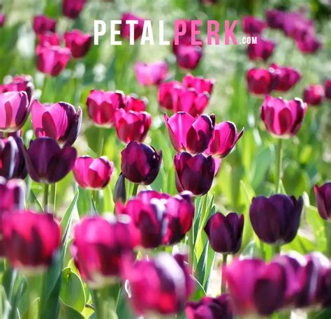 Iconic Spring Bloomers