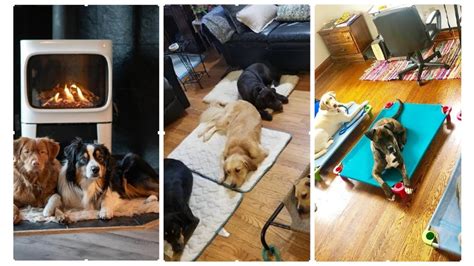 Ideas For 14 Stuck Dogs That Need A Hand