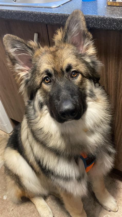 Ideas For Alaskan German Shepherd