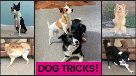 Ideas For Amazing Dog Trick Videos