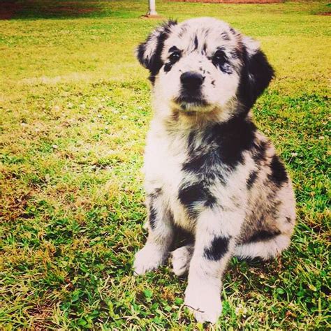 Ideas For Australian Shepherd Lab Mix Rescue