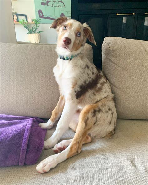 Ideas For Australian Shepherd Short Hair