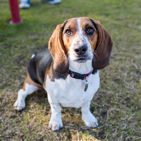 Ideas For Basset Beagle Mix