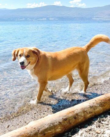 Ideas For Beagle Mastiff Mix