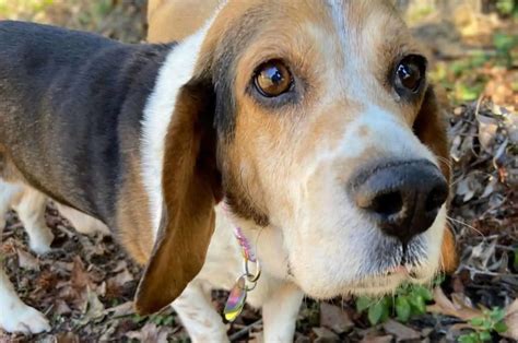 Ideas For Beagle Mixed With Hound