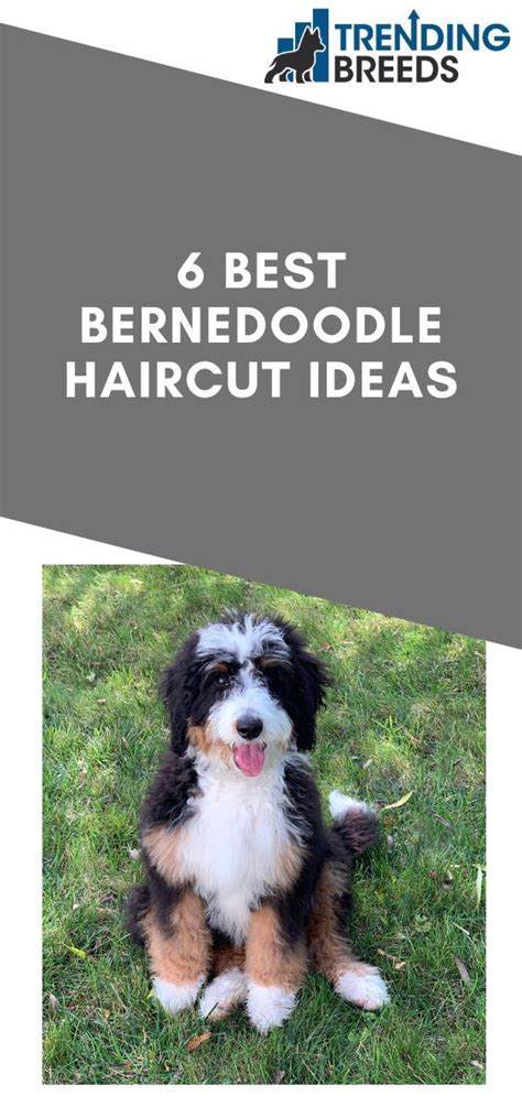Ideas For Bernedoodle