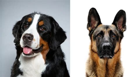 Ideas For Bernese Shepherd