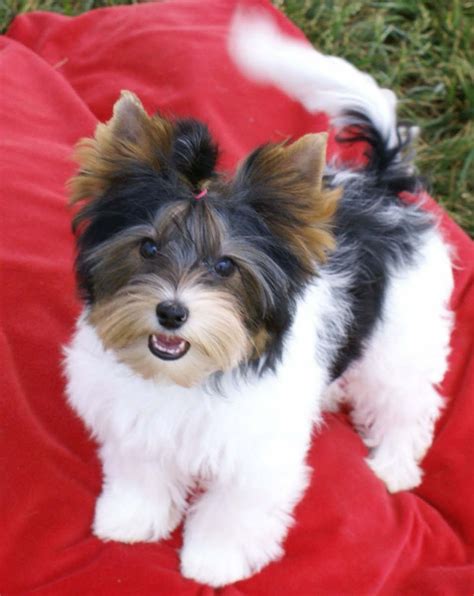 Ideas For Biewer Yorkie