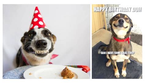 Ideas For Birthday Dog Meme