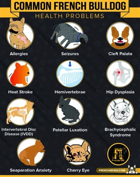 Ideas For Blue French Bulldog Health Issues