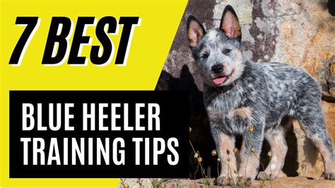 Ideas For Blue Heeler Training