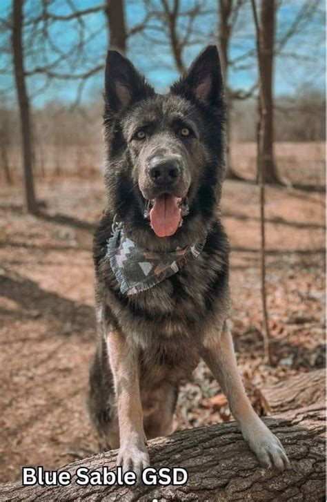 Ideas For Blue Sable German Shepherd