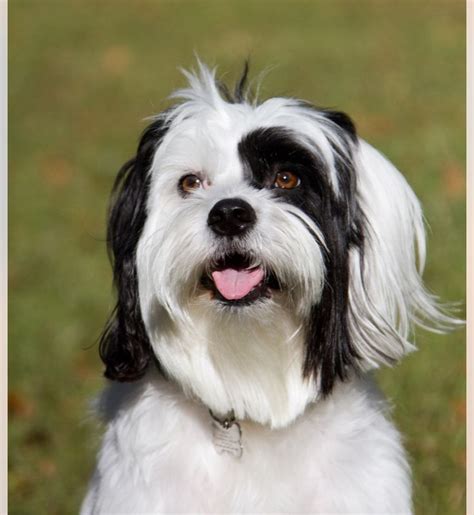 Ideas For Border Collie Shih Tzu Mix