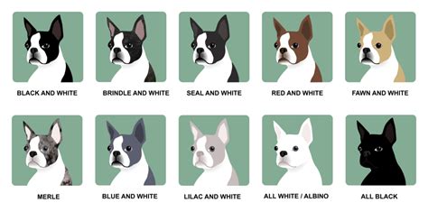 Ideas For Boston Terrier Colors