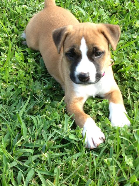 Ideas For Boxer Cross Puppies