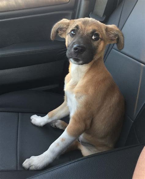 Ideas For Boxer German Shepherd Mix Puppy