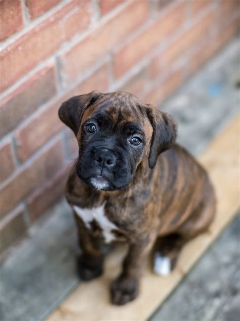 Ideas For Brindle Puppy