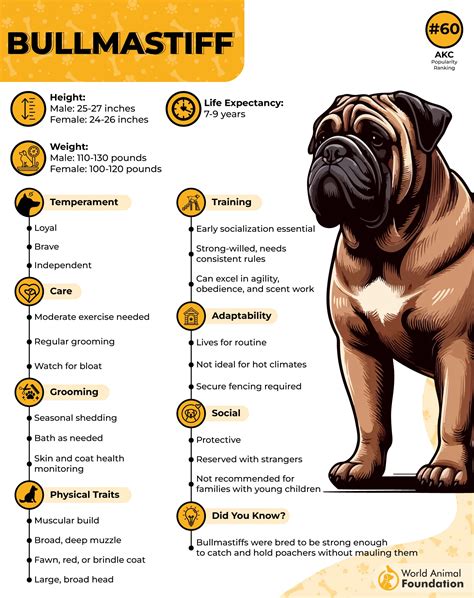 Ideas For Bullmastiff Traits