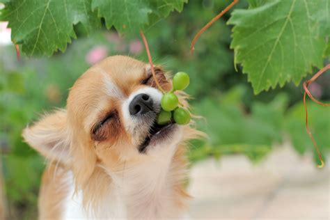 Ideas For Can Dogs Eat Grapes