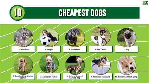 Ideas For Cheapest Dog Breeds List