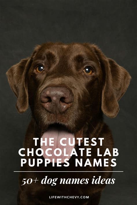 Ideas For Chocolate Labrador Names