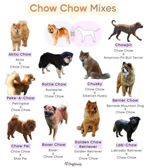 Ideas For Chow Chow Mix