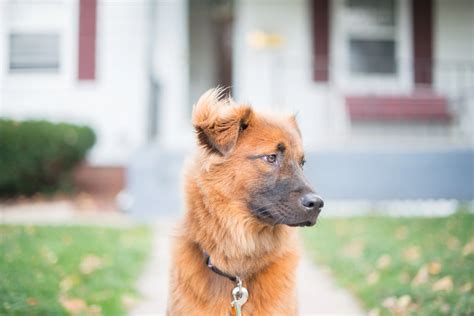 Ideas For Chow Shepherd Mix