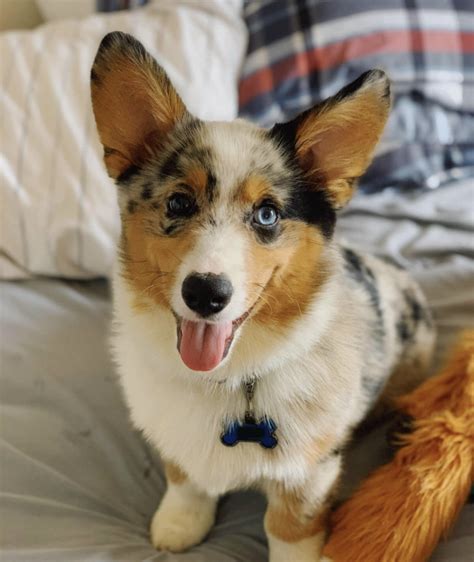 Ideas For Corgi Australian Shepherd