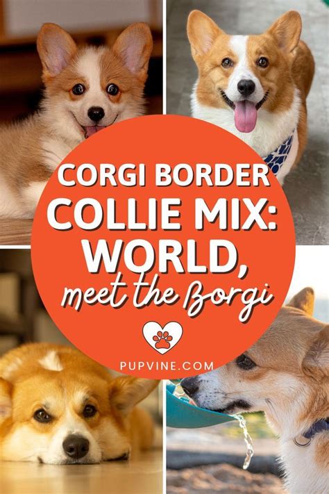 Ideas For Corgi Border Collie