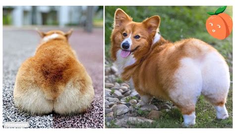 Ideas For Corgi Butts
