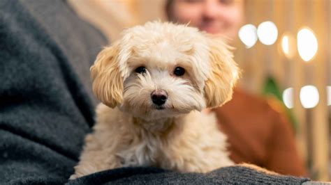 Ideas For Cuddly Dog Breed