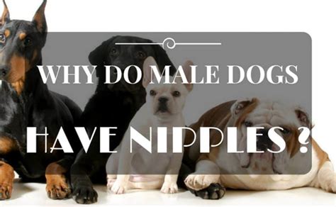 Ideas For Do Male Dogs Have Nipples