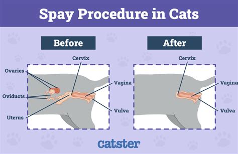 Ideas For Do Spayed Cats Have Nipples
